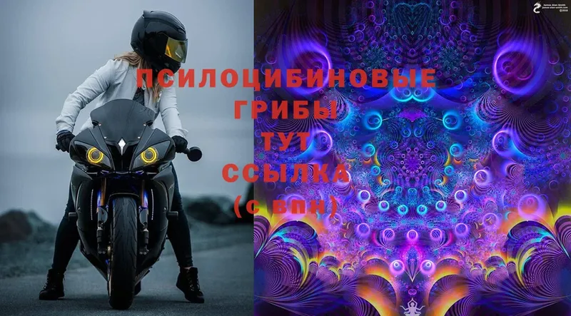 omg сайт  Ивдель  Галлюциногенные грибы Magic Shrooms  где можно купить  